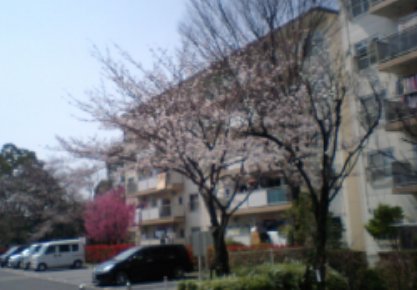 桜と桃