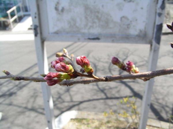 もうすぐ桜が咲きます